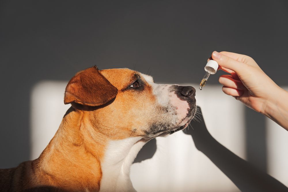 Hund som nosar på en pipett med eterisk olja – illustrationsbild som varnar för säker användning av oljor till husdjur.