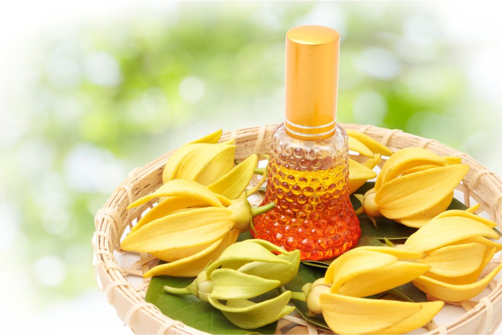 Gula ylang-ylangblommor med eterisk olja för avslappning