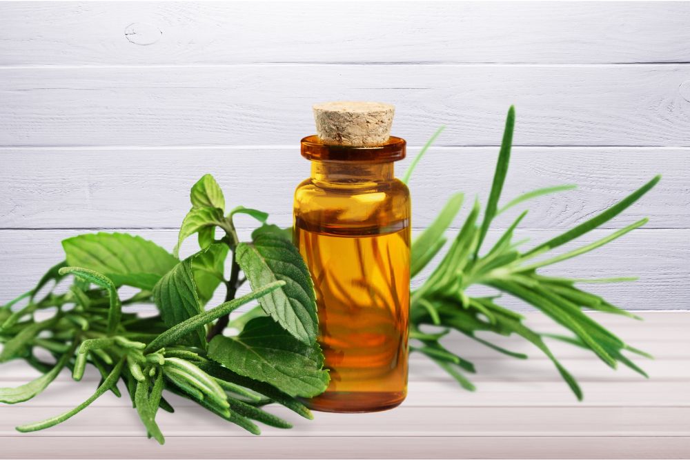 Flaska med eterisk teträdsolja – en naturlig produkt från bladen på det australiska teträdet.